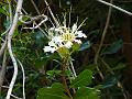 Lafoensia Tree